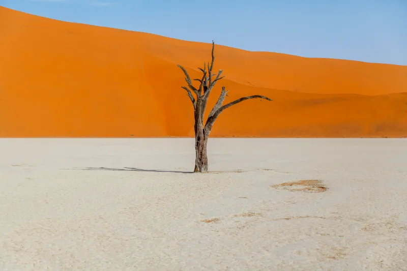 A dead camel thorn tree on the white pan at Deadvlei, an orange dune behind it.