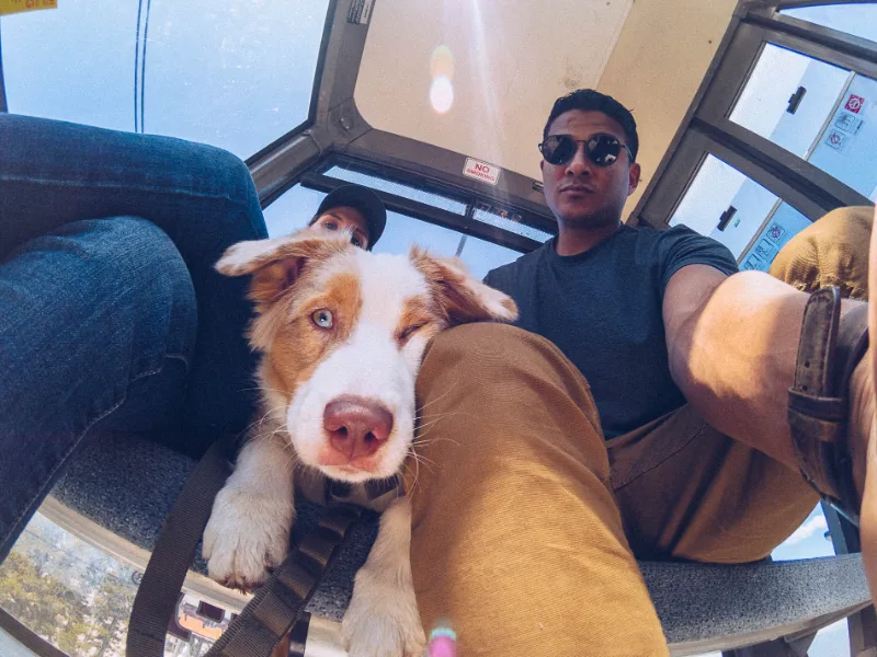 A wide-angle selfie in a car with an Australian Shepherd puppy in the foreground.